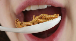 Scientists: Eating Worms Instead of Meat Will 'Save the Planet'