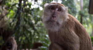 W.H.O. Calls for End to Discrimination of Monkeys amid Monkeypox Outbreak