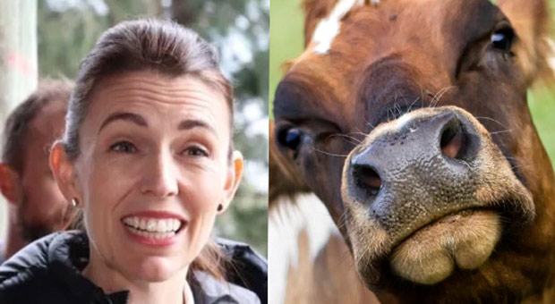 New Zealand Proposes Tax on 'Cow Burps' to Fight Climate Change
