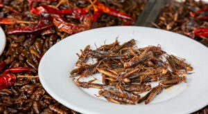 UK Supermarket Plans on Selling BUGS As Food To Help with Cost of Living