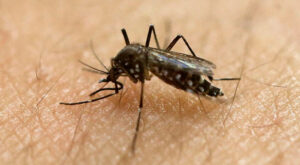 California Lawmakers Object to Release of Genetically Engineered Mosquitoes