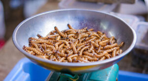 Doctors Resort to Using Maggots Instead of Antibiotics to Fight 'Climate Change'