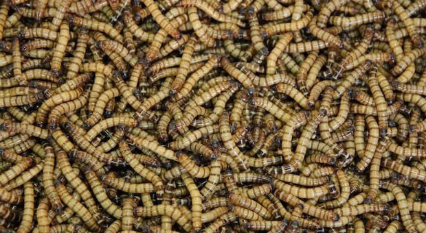 EAT THE BUGS: Beetleburgers to Hit Mass Production to 'Cut Costs of Traditional Farming'