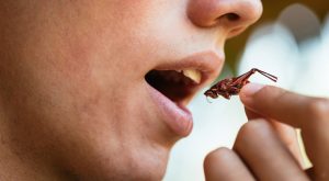 GREAT RESET: EU Gives Green Light for Two Insect Species to Be used for Human Consumption