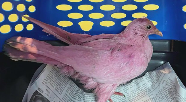 Pigeon Dyed Pink Found in NYC Sparks 'Sickening' Speculation