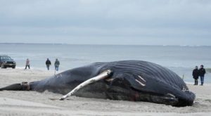 Where is Greta? 'Unprecedented' Surge In Dead Whales Blamed on 'Green' Wind Farms