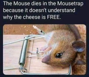 mouse trap free cheese vax.jpg