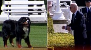 Irish President-s Dog SPOOKED By Joe Biden, Frantically Barks and Refuses to Go Near Him