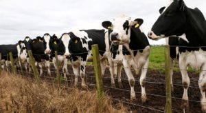 Irish Gvt to Slaughter 200-000 Farting Cows to Fight Climate Change