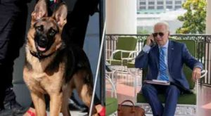 Biden-s New Dog Begins Acting Strangely Sends Secret Service Agent to Hospital After Attack