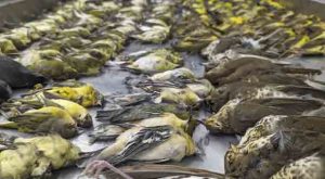 Hundreds of Songbirds Fall from the Sky in US City Following Collision