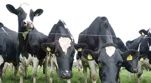Irish Farmers Forced to Slaughter 41,000 Cows to Meet Pollution Regulations