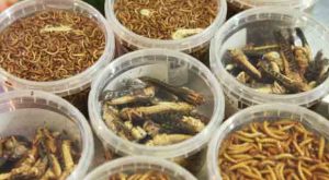 Meat Giant Tyson Foods Buys Stake in Insect Protein Company