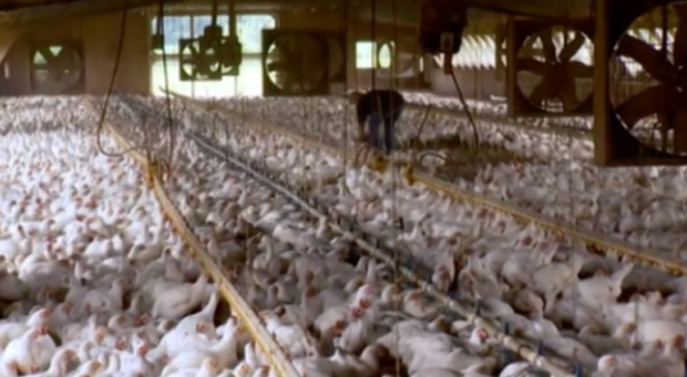 Largest U.S. Egg Producer Suddenly Halts Production, Destroys 2 Million Chickens