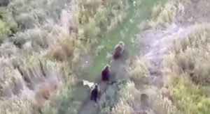 Lost Dog Found By Drone, Discovered Playing with Family of Bears